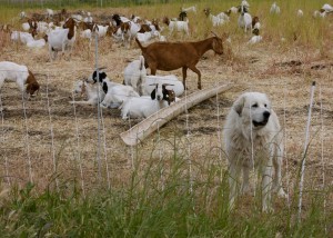 Great Pyrenees dog and goats CC BY 2.0  devra from los osos - great pyrenees dog and goats