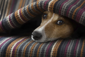 Face of a Jack Russell terrier sticking out from beneath a blanket, looking sad and ill.